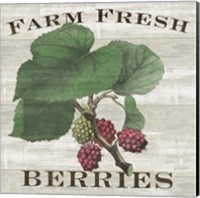 Framed Farm Fresh Berries I