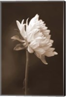 Framed Sepia Flower I