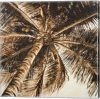 Framed Coconut Palm II