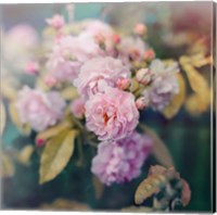 Framed Season of Blossoms