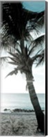 Framed Cool Bimini Palm I