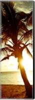 Framed Warm Bimini Palm