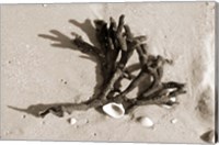 Framed Coral on Sand