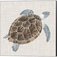 Framed Sea Turtle I