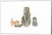 Framed Cat and Kittens