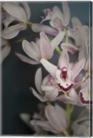 Framed Dark Orchid II