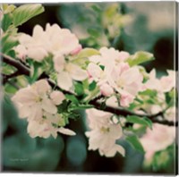 Framed Apple Blossoms I