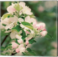 Framed Apple Blossoms II
