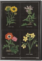 Framed Botanical on Black Chart II
