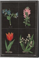 Framed Botanical on Black Chart III
