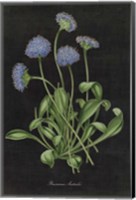 Framed Botanical on Black Chart VII