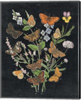 Framed 'Butterfly Bouquet on Black I' border=