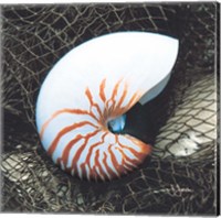 Framed Nautilus with Net