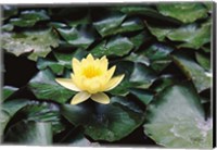Framed Water Lilly