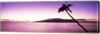 Framed Palm Tree on Purple, Maui, Hawaii