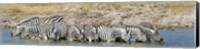 Framed Burchell's Zebras, Etosha National Park, Namibia