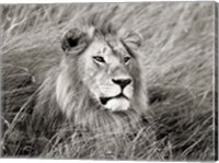 Framed African Lion, Masai Mara, Kenya 2