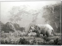 Framed African Elephant, Ngorongoro Crater, Tanzania