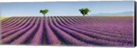 Framed Lavender Field, Provence, France