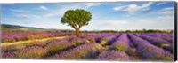 Framed Lavender Field And Almond Tree, Provence, France