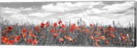 Framed Poppies In Corn Field, Bavaria, Germany