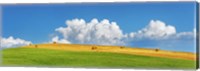 Framed Corn Field Harvested, Tuscany, Italy