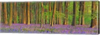 Framed Beech Forest With Bluebells, Hampshire, England