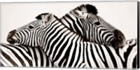 Framed Zebras in Love