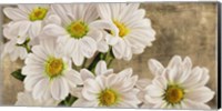 Framed Daisies in the Moonlight