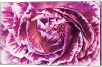 Framed Ranunculus Abstract VI Color