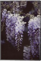 Framed Wisteria Cascade I