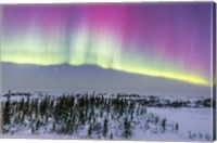 Framed Pink Aurora over boreal forest in Canada