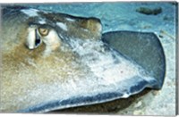 Framed Close-up view of a Female Southern Atlantic Stingray