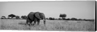 Framed Elephant Tarangire Tanzania Africa