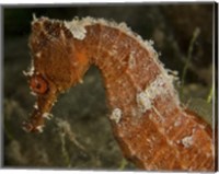 Framed Close-up view of an Orange Seahorse
