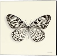 Framed Butterfly V