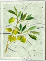 Framed Olives on Textured Paper II