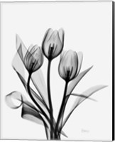 Framed Three Gray Tulips H14