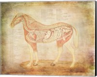 Framed Horse Anatomy 201