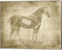 Framed Horse Anatomy 401