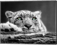 Framed Pop of Color Snow Leopard Eyes