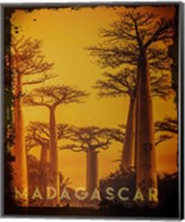 Framed Vintage Baobab Trees in Madagascar, Africa