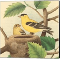 Framed Goldfinch & Warbler A