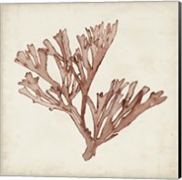Framed Seaweed Specimens XIII