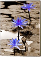 Framed Pop of Color Lotus Flowers