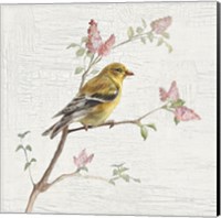 Framed 'Female Goldfinch Vintage' border=