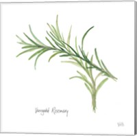 Framed Variegated Rosemary