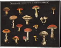 Framed Mushroom Chart I