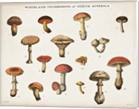 Framed Mushroom Chart I light