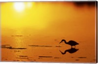 Framed Little Blue Heron at sunset, J.N.Ding Darling National Wildlife Refuge, Florida